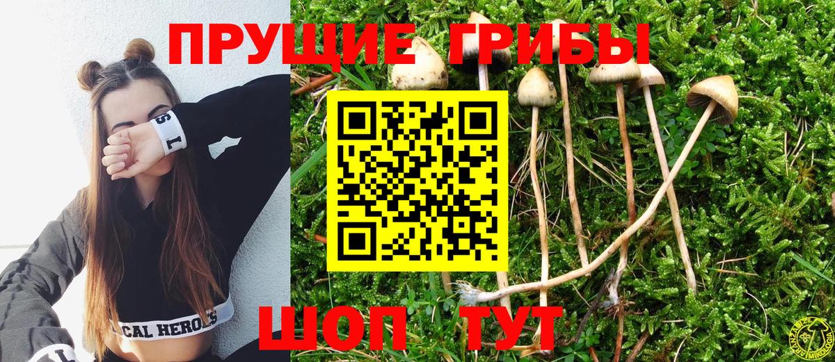 Псилоцибиновые грибы Cubensis Дзержинский